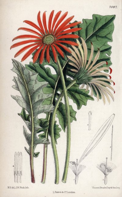 Gerbera jamesoni, fleur orange native du Transvaal (Afrique du Sud). Dessin de Matilda Smith, lithographie de John Nugent Fitch dans Curtis Botanical Magazine, par Joseph Dalton Hooker, publié à Londres, Angleterre, par L. Reeve and Co - Unbekannter Künstler