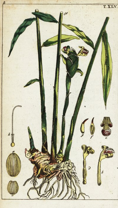 Plante de gingembre et racine, Zingiber officinale - Unbekannter Künstler