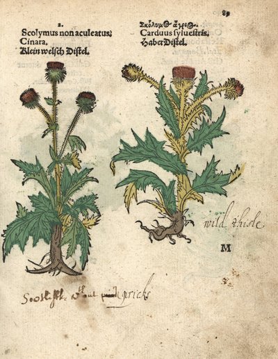 Artichaut, Cynara cardunculus var. scolymus, et chardon sauvage, Carduus sylvestris. Gravure sur bois coloriée à la main d