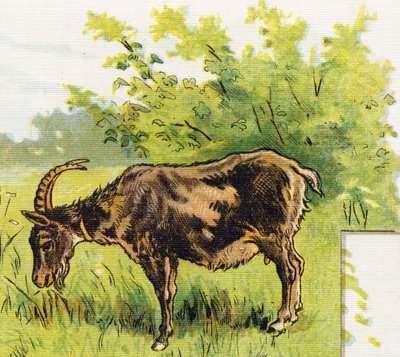 Chèvre broutant de l