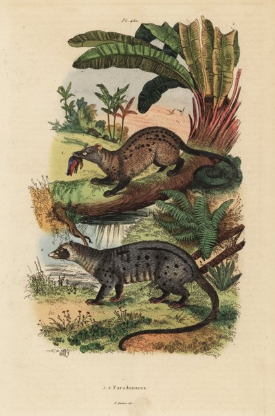 Civette palmiste dorée, Paradoxurus zeylonensis 1 et civette palmiste asiatique, Paradoxurus hermaphroditus 2 - Unbekannt