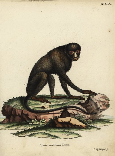 Singe à nez tacheté ou singe à nez putty. Cercopithecus nictitans. Simia Nictitans Linn. Illustration d