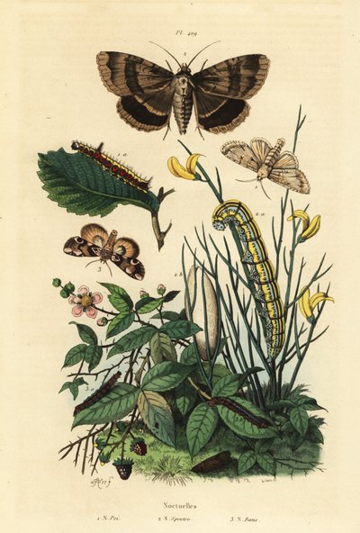 Dague grise et larve, Acronicta psi 1, phalène Apopestes spectrum et larve 2, papillon fleur de pêcher et chenille, Thyatira batis 3 - Unbekannt