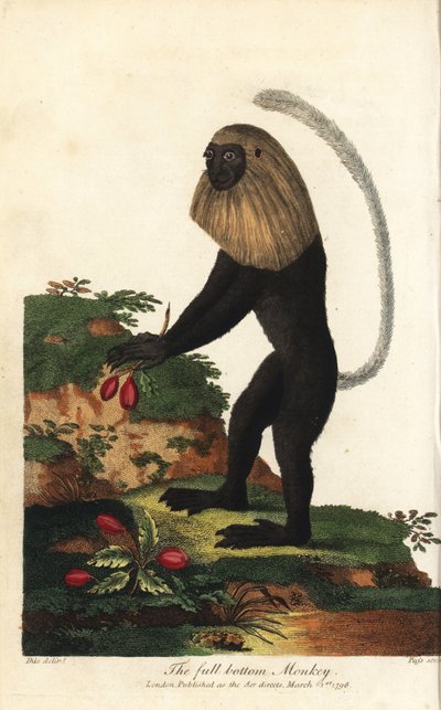 Colobe noir et blanc d