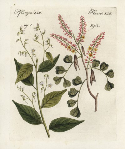 Arbre à benjoin, Styrax benzoin 1, et bois de campêche, Haematoxylon campechianum 2. Gravure sur cuivre coloriée à la main du "Bilderbuch für Kinder" (Livre d