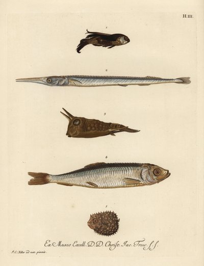 Grondin, Chelidonichthys species 1, poisson-aiguille, Belone belone 2, poisson-vache à longues cornes, Lactoria cornuta 3, hareng, Clupea harengus 4, et poisson-porc-épic à quelques épines, Chilomycterus reticulatus 5. Gravure sur cuivre coloriée à la main - Unbekannter Künstler