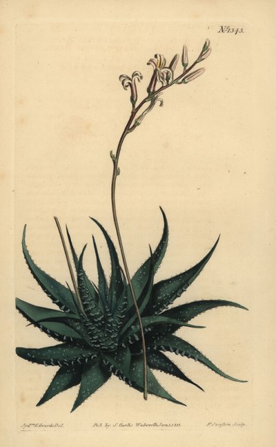 Aloe radula - Unbekannt