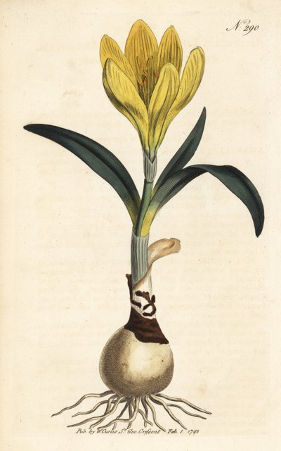 Récolteur - Narcisse d