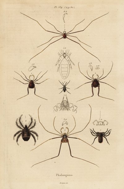 Faucheurs, faucheurs ou faucheux, espèces d