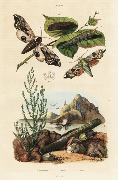 Sphinx, coquille de rasoir et soude maritime - Unbekannter Künstler