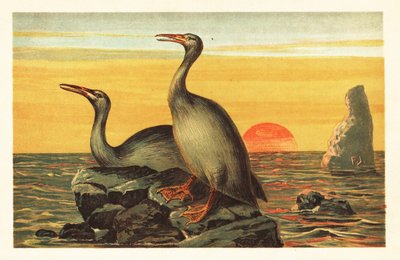 Hesperornis regalis, oiseau éteint ressemblant à un cormoran. 1908 - Unbekannter Künstler