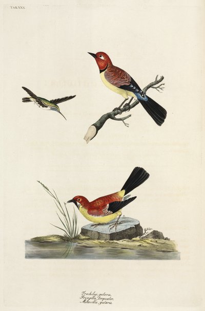 Colibri, pinson et bergeronnette - Unbekannter Künstler