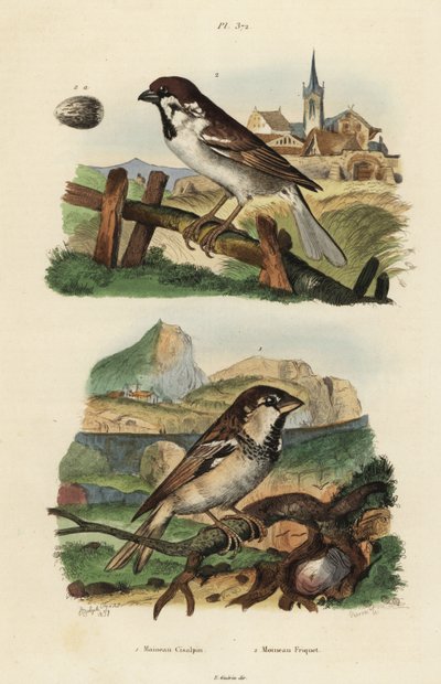 Moineau italien, Passer italiae, et moineau friquet avec œuf, Passer montanus - Unbekannt