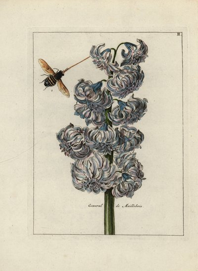 Jacinthe (ou hyacinthe), variété générale par Maillebois, avec une abeille - Lithographie attribuée à Paul Theodor van Brussel (1754-1795), auteur du bouquet de couverture, ou A.Bres., influencé par Nicolas Robert (1614-1685), publiée dans « Nederlandsch B - Unbekannter Künstler