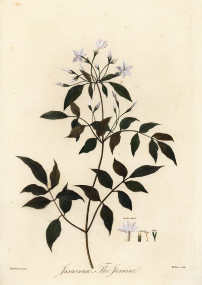 Jasmin, Jasminum officinale, 1805 - Unbekannter Künstler