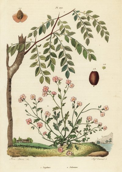 Jujube ou datte chinoise, Ziziphus jujuba 1, et giroflée de Virginie, Malcolmia maritima 2 - Unbekannt