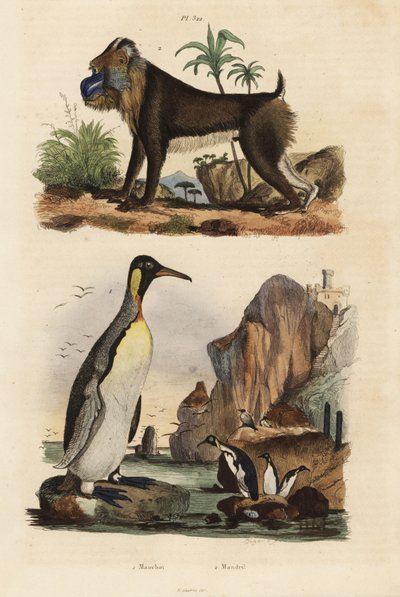 Manchot royal, Aptenodytes patagonicus 1, et mandrill, Mandrillus sphinx, vulnérable, 2 - Unbekannt