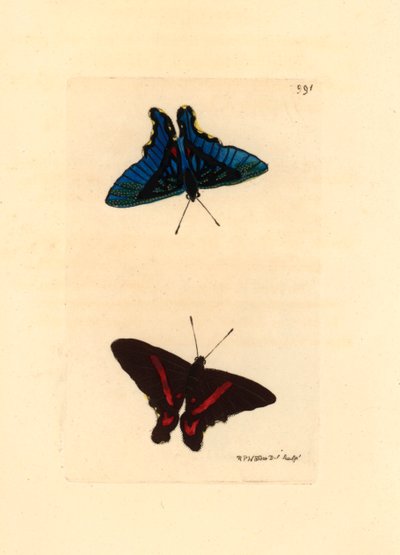 Lépidoptère, vu des ailes, le dessus a des lignes rouges et le revers chez les mâles est de couleur bleue, Ancyluris meliboeus - Unbekannter Künstler