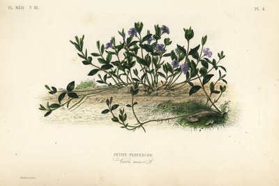Petite pervenche, Vinca minor - Unbekannt