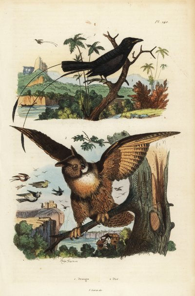 Drongo à raquettes, Dicrurus remifer, et grand-duc d