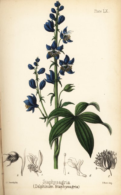 Staphisaigre, Delphinium staphisagria. Lithographie coloriée à la main par Charlotte Caroline Sowerby de la Flora Homeopathica d