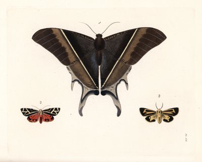 Papillon de nuit de Maclean, Lyssa macleayi 1, papillon de nuit cinnabar, Callimorpha phyllira 2, et papillon de nuit tigre Nais, Apantesis nais 3. Lithographie coloriée à la main de la nouvelle édition de « Illustrations of Exotic Entomology » de Dru Drur - Unbekannter Künstler