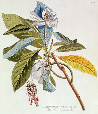 Magnolia Glauca, de `Icones Plantarium Medicinalium Secundem Sustema Lunnaei Digestarum", par Joseph Jakob Plenk, Vienne, 1788-1812 - Unbekannt