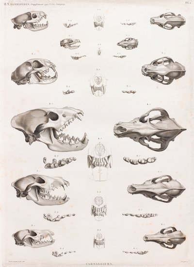 Mammifères : Crânes de carnivores - Unbekannt