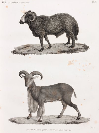 Mammifères : un bélier à grande queue et un mouflon à manchettes - Unbekannt