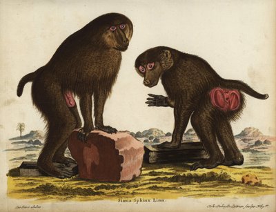 Mandrill, Mandrillus sphinx. Vulnérable. Simia sphynx Linn. Gravure sur cuivre en couleur par Johann Sebastian Leitner d