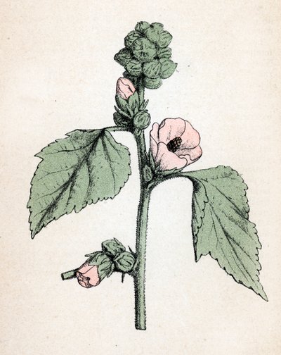 Guimauve officinale (Althaea officinalis) (Guimauve blanche) Planche botanique de l