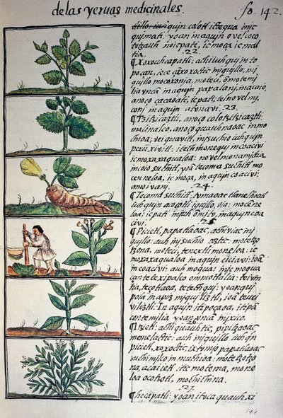Plantes médicinales, texte en nahuatl, d