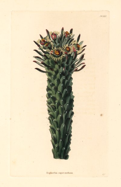 Tête de Méduse, Euphorbia caput-medusae - Unbekannter Künstler