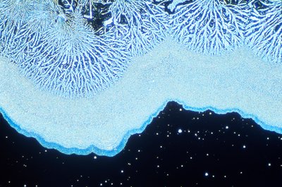 Micrographies (Lumière) Silice colloïdale, micrographie en lumière - Unbekannt