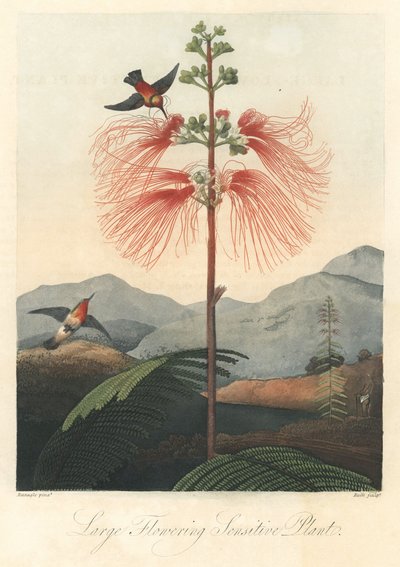 Mimosa sensible, avec colibris. Eau-forte, tirée de The Temple of Flora, par Dr. Robert Thornton (1768-1837) - Unbekannter Künstler