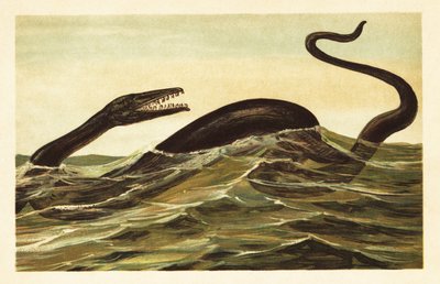 Mosasaurus hoffmannii, reptile aquatique éteint. 1908 - Unbekannter Künstler