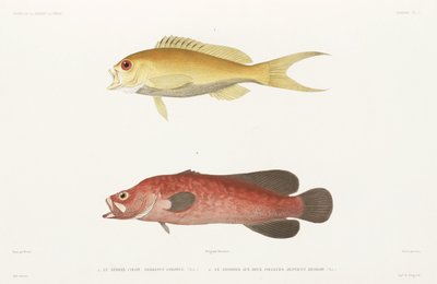 Mérou savonneux et Anthias rubis - Unbekannter Künstler
