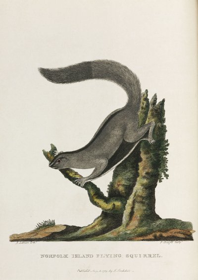 Écureuil volant de l