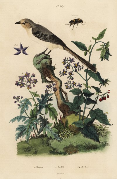 Moqueur polyglotte, Mimus polyglottos orpheus 1, morelle douce-amère, Solanum dulcamara 3, Solanum quercifolium 4, coléoptère Mordella fasciata 2 - Unbekannt