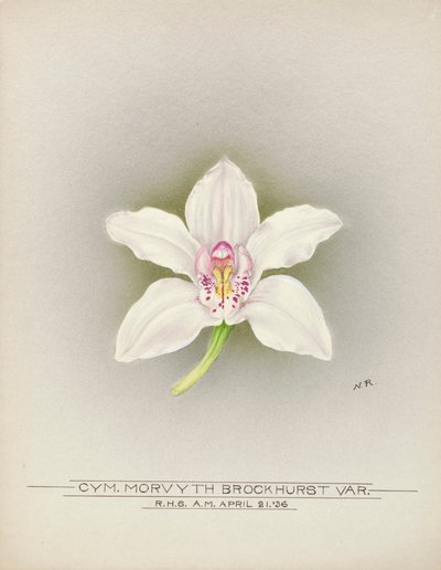Orchidée - Unbekannter Künstler