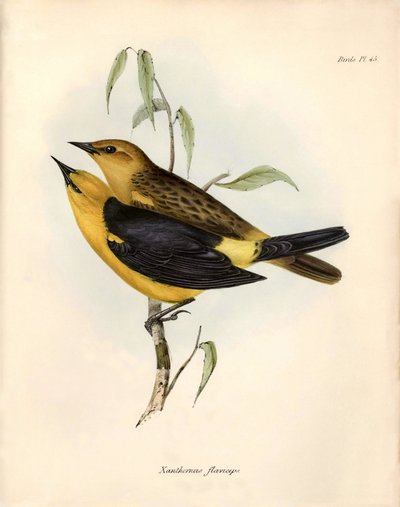 Ornithologie : « Certhidea olivacea » observée et décrite par Charles Darwin lors de son expédition à bord du Beagle. Planche tirée de « The zoology of the voyage of H.M.S. Beagle. Flight. III, Birds described by John Gould, with notice of their habits by - Unbekannter Künstler