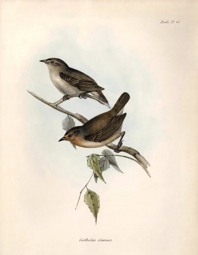 Ornithologie : « Certhidea olivacea » géospize olive observé et décrit par Charles Darwin lors de son expédition à bord du Beagle. Planche de « La zoologie du voyage du H.M.S. Beagle. Vol. III, Oiseaux décrits par John Gould » - Unbekannter Künstler