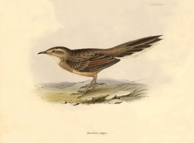 Ornithologie : "Synallaxis major" décrit par Charles Darwin lors de son expédition à bord du Beagle. Planche de "The zoology of the voyage of H.M.S. Beagle. Flight. III, Birds described by John Gould" - Unbekannter Künstler