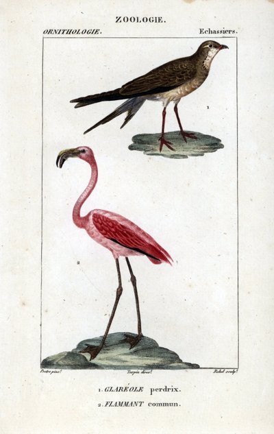 Perdrix et flamants roses - Unbekannter Künstler