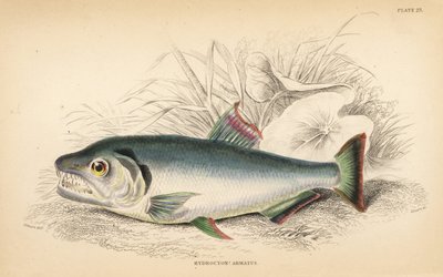 Payara, Hydrolycus armatus (Hydrocyon à dents fortes, Hydrocyon? armatus). Gravure à l