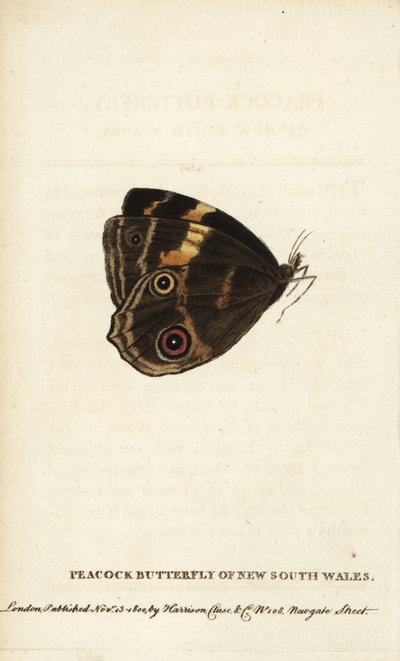 Papillon paon de la Nouvelle-Galles du Sud - Unbekannter Künstler