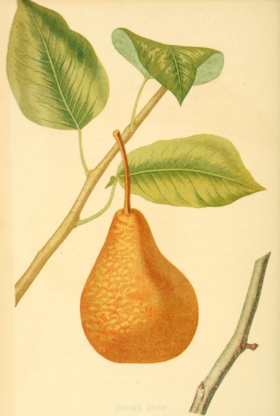 Poire de la variété bouteille de Boscs, une ancienne variété de poire - Unbekannter Künstler