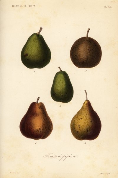 Variétés de poires, Pyrus communis - Unbekannt