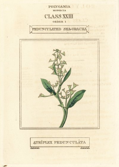 Pourpier de mer pédonculé, Atriplex pedunculata. Gravure en cuivre colorée à la main d