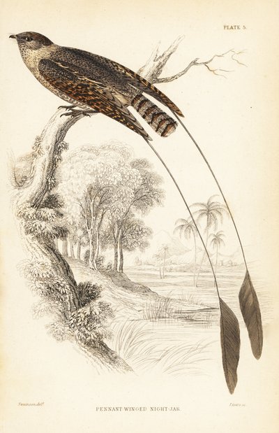 Engoulevent à ailes pennées, Macrodipteryx vexillarius (Macrodipteryx africanus). Gravure sur acier coloriée à la main par William Lizars d